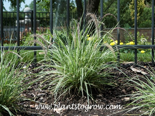 Sky Rocket Fountain Grass (Pennisetum setaceum)